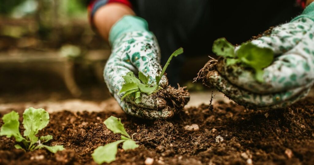 manutenção de jardins em Fortaleza